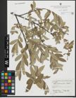 Foto von Salix salviifolia Brot.